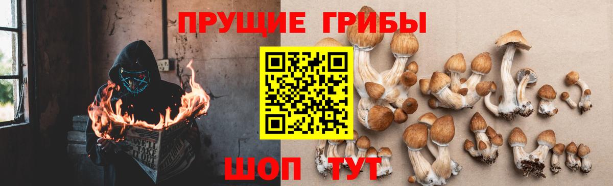 Галлюциногенные грибы Psilocybine cubensis Пенза